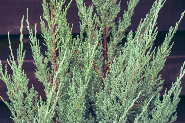 istock Coniferous trees, close up. Evergreen tree. Pine needles, macro. Spruce needles. Natural pattern. Christmas tree. Chlorophyl leaves. Pine forest in details. 1624670791