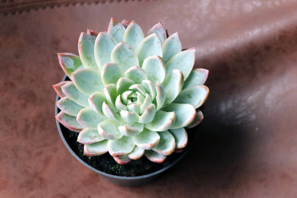 istock Echeveria ‘Mexican Giant’ (Echeveria colorata) in a pot : (pix Sanjiv Shukla) 1624673891
