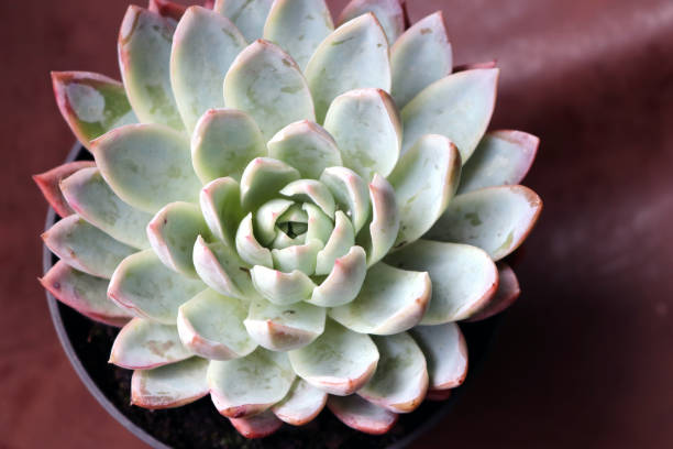 istock Echeveria ‘Mexican Giant’ (Echeveria colorata) in a pot : (pix Sanjiv Shukla) 1624673892