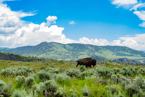 Bison on the Plains of Yellowstone National Park in Summertime