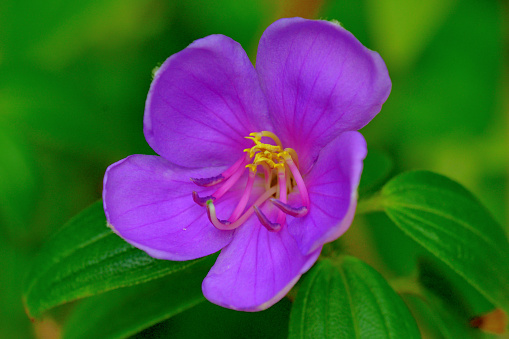 Melastoma sanguineum, also called Red melastome or Fox-tongued melastoma, is a shrub or a small tree, which produces purplish-pink flowers of six petals. It is native to Southeast Asian countries such as Malaysia, Indonesia and Vietnam.