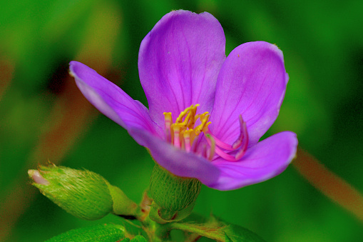 Melastoma sanguineum, also called Red melastome or Fox-tongued melastoma, is a shrub or a small tree, which produces purplish-pink flowers of six petals. It is native to Southeast Asian countries such as Malaysia, Indonesia and Vietnam.