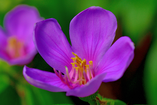 Rosa floribunda rhapsody in blue purple flowers