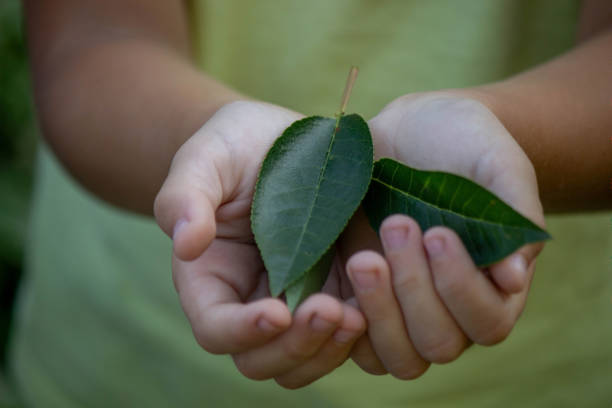 istock the child holds a green leaf in his hands. Selective focus. 1624712240