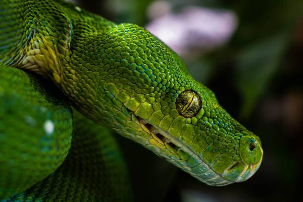 istock a large green snake hanging out from the side of a tree 1624723863