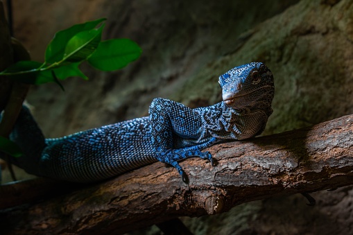 A blue lizard perched on a wooden log in an outdoor enclosure featuring a tree branch