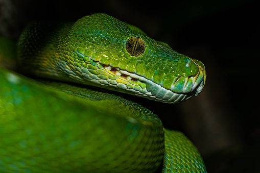 A close-up image of an emerald green snake, coiled and ready to strike