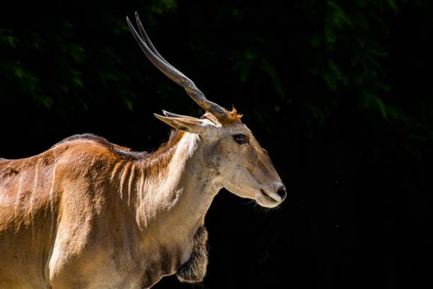 istock an antelope with large horns stands in the sun 1624725430