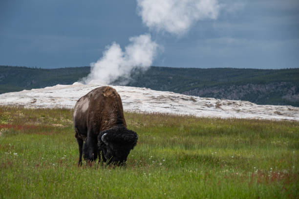 istock Bison Grazing grass infront o Old Faithful 1624726026