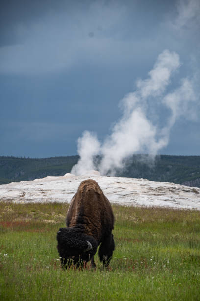 istock Bison Grazing grass infront o Old Faithful 1624727612