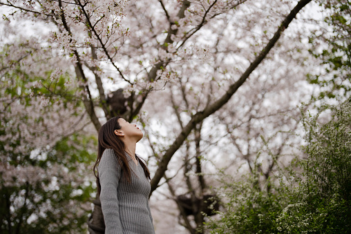 Asian lady looking up at cherry blossoms