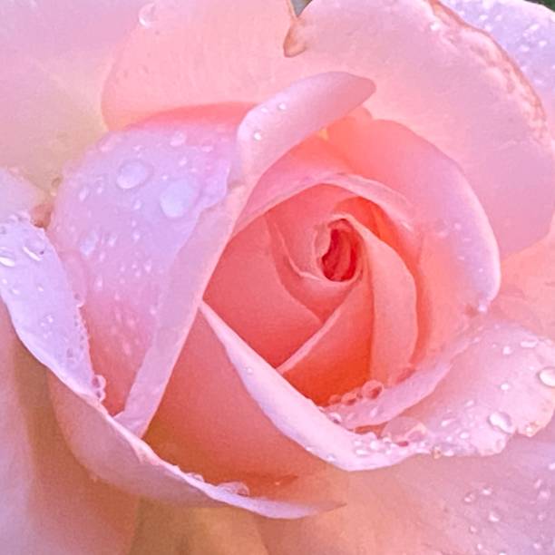 istock Beautiful rose with water drops 1624792394