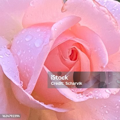istock Beautiful rose with water drops 1624792394