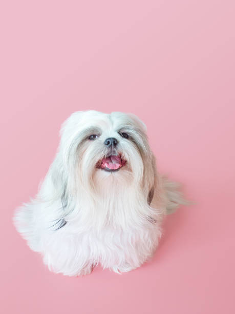 istock Furry white shih tzu dog on red background 1624793711