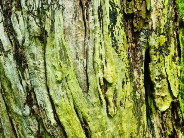 hautnah bei sehr detaillierter baumrindentextur in hoher auflösung. - bark textured close up tree stock-fotos und bilder