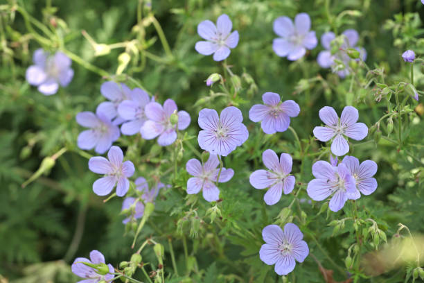 istock Light blue Hardy geranium cranesbill 'Blue Cloud' in flower. 1624827901