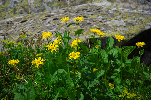 Doronicum altaicum yellow flowers. Wild perennial plant with beautiful yellow inflorescences. Typical plant in mountain of West Sayans. Siberia.