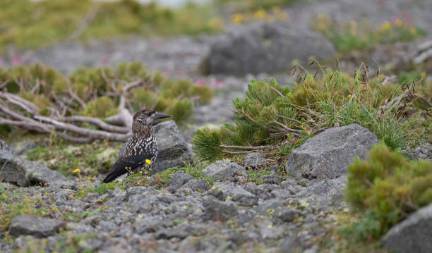 istock Wild birds inhabiting the alpine zone 1624838414