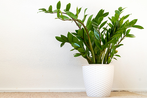Houseplant Zamioculcas on white flowerpot, this plant also known as Zanzibar gem. Suitable for decorating your home and office.