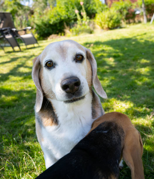 An elderly beagle, showing signs of age and wisdom, locks eyes with the camera, positioned just beyond the younger, sprightly frame of a beagle puppy that lies in the foreground, illustrating the beautiful contrast between the life stages of these two canines.