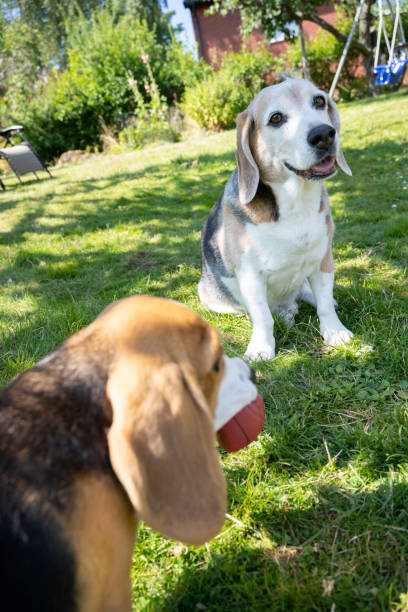An aging beagle, with its fur bearing the telltale signs of time and experience, meets the camera's lens with a soulful gaze. In the immediate foreground, a lively beagle puppy plays, its youthful energy evident. This scene poignantly juxtaposes the contrasting life stages of the two dogs