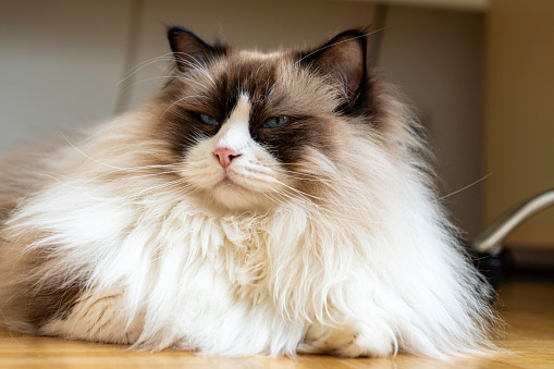 Young adult fluffy white purebred Ragdoll cat with lazy blue eyes, laying on the floor at home.