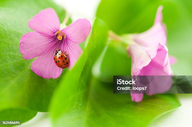 Rosa Blumen Und Marienkäfer Stockfoto und mehr Bilder von Baumblüte - Baumblüte, Blume, Blüte