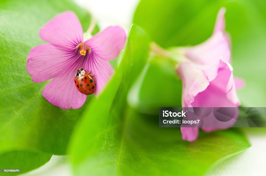 Rosa flores y mariquita - Foto de stock de Aire libre libre de derechos