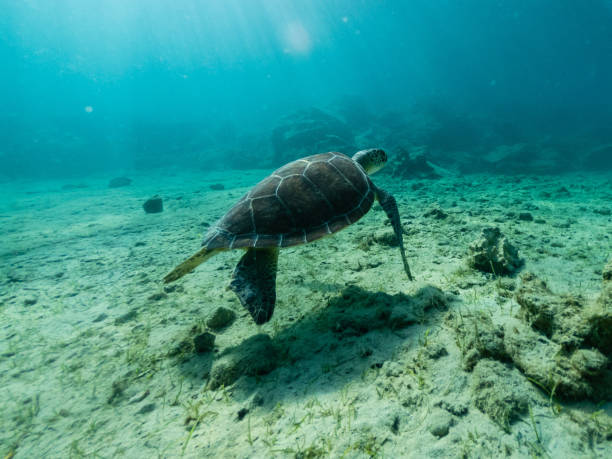 istock Underwater photo of turtle on sandy bottom 1624872240