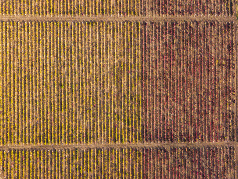 Drone view of red and green wineyards fields from the above. Aerial view