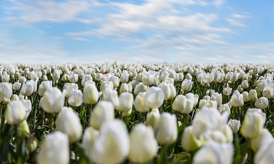 White tulip fields blooming with bright blue sky
