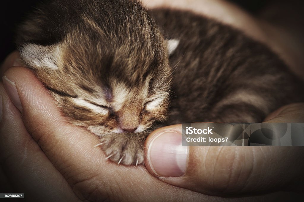 Neugeborenes cat - Lizenzfrei Neugeborenes Tier Stock-Foto