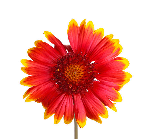 rosso e giallo fiori di gaillardia su bianco - gaillardia pulchella foto e immagini stock