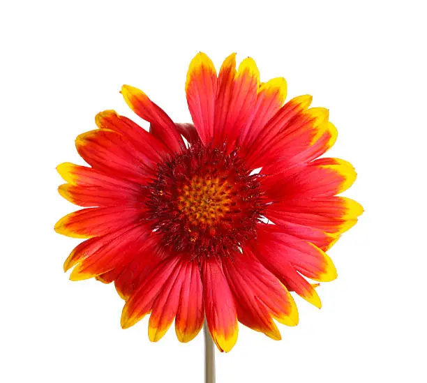 Red and yellow flower of the perennial Indian blanketflower, also known as sundance or firewheel, a hybrid with the scientific name Gaillardia grandiflora, isolated against a white background