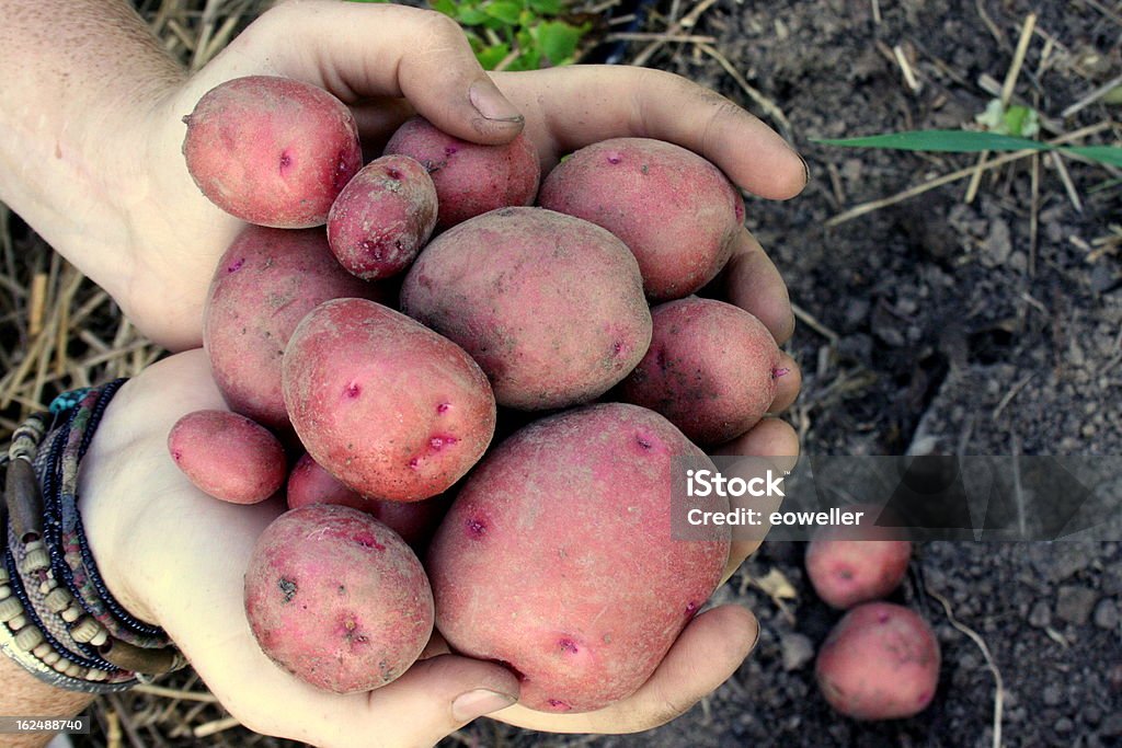 Colheita de batatas vermelhas e douradas - Foto de stock de Batata - Tubérculo royalty-free