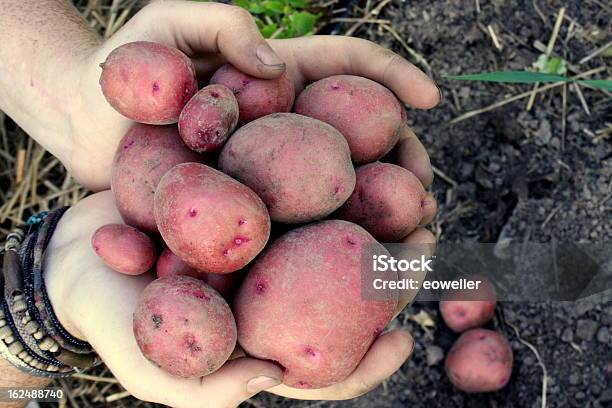 Foto de Colheita De Batatas Vermelhas E Douradas e mais fotos de stock de Batata - Tubérculo - Batata - Tubérculo, Batata vermelha, Colheita