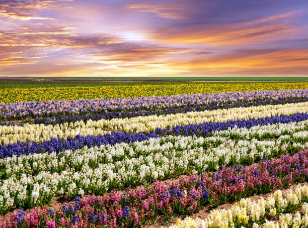 istock Beautiful hyacinth field with amazing sunset - Spring flowers 1624892636