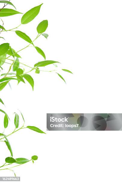 Green Fresh Leaves Stock Photo - Download Image Now - Beauty In Nature, Clean, Copy Space