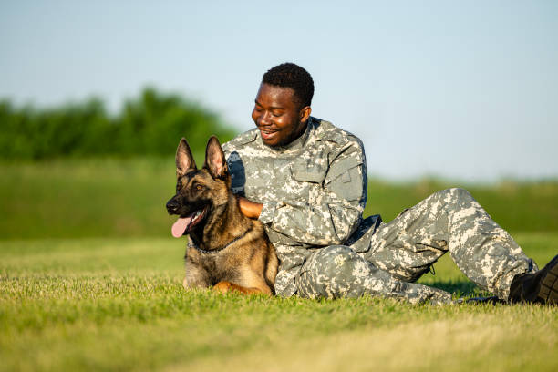 istock Military working dog and soldier bonding together. 1624901479