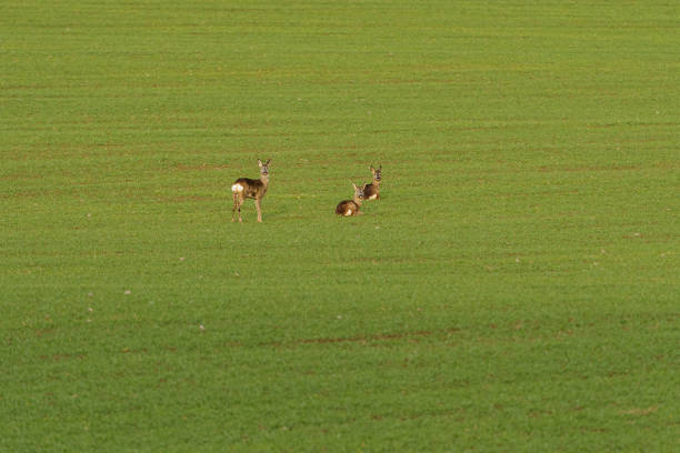 Young hidden deer grazing on juicy green grass.