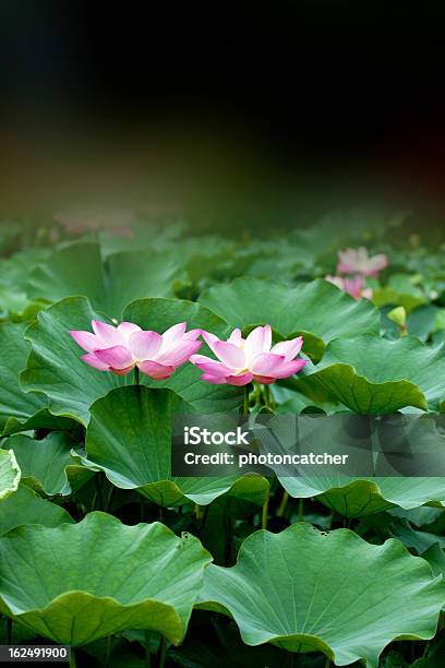 Blühende Lotus Stockfoto und mehr Bilder von Aquatisches Lebewesen - Aquatisches Lebewesen, Blume, Fotografie