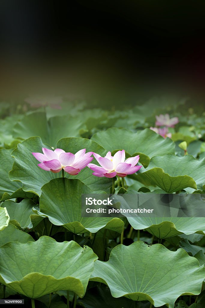 Блюминг lotus - Стоковые фото Без людей роялти-фри