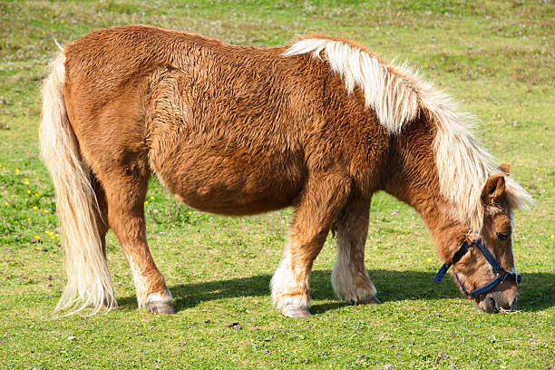 istock Shetland Pony in the Shetlands 162493938