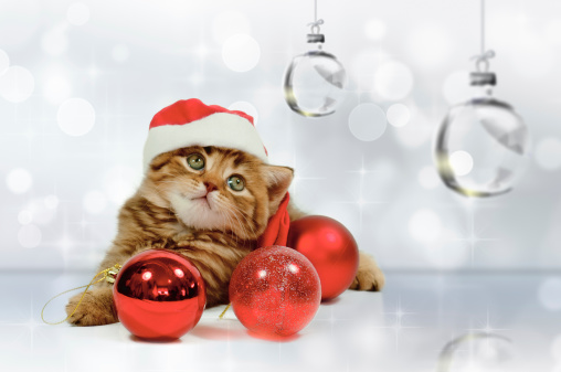 baby cat with Santa's cap looking at glass Christmas ornament