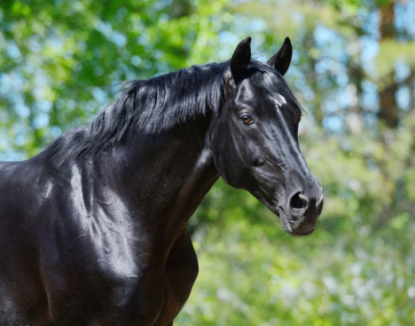 Portrait of black stallion of Russian riding breed