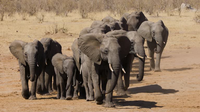 Close-up. Breeding herd of elephants walking out the bush towards a waterhole to drink