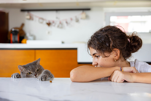 On the marble countertop, a smiling young girl spends time with her adorable chubby cat.