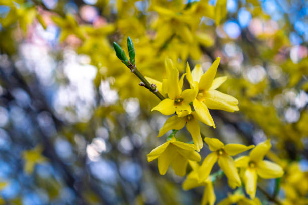 beautiful spring yellow magnolia flowers on a tree branch, with selective focus. - focus on foreground magnolia branch blooming imagens e fotografias de stock