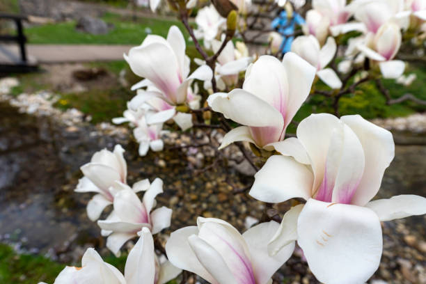 beautiful spring magnolia flowers on a tree branch, with selective focus. - focus on foreground magnolia branch blooming imagens e fotografias de stock