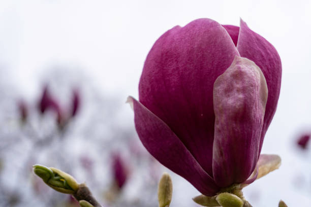 close-up of beautiful spring magnolia flower on a tree branch, with selective focus. - focus on foreground magnolia branch blooming imagens e fotografias de stock